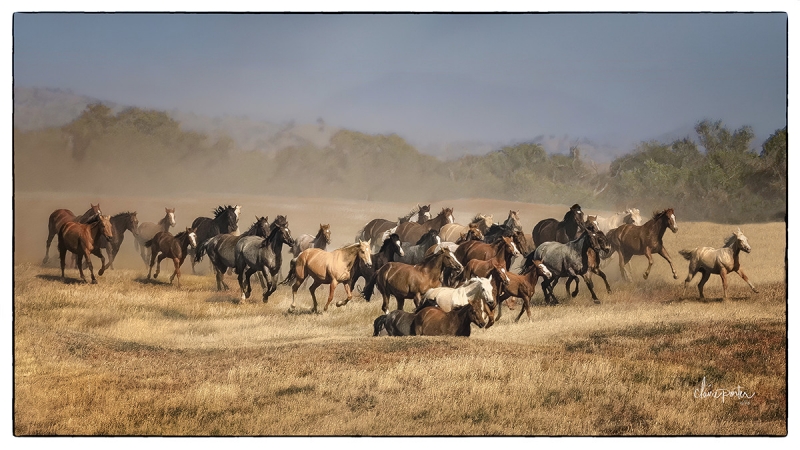 Herd on a Mission by artist Claire Porter